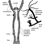 Study Of Hydra