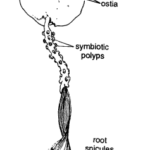 CLASSIFICATION OF HYALONEMA