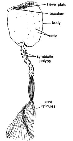 Read more about the article CLASSIFICATION OF HYALONEMA