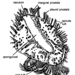 CLASSIFICATION OF PHERONEMA