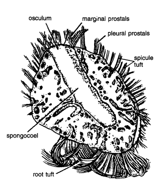 CLASSIFICATION OF PHERONEMA