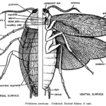 DISSECTION OF PERIPLANETA AMERICANA (COCKROACH)