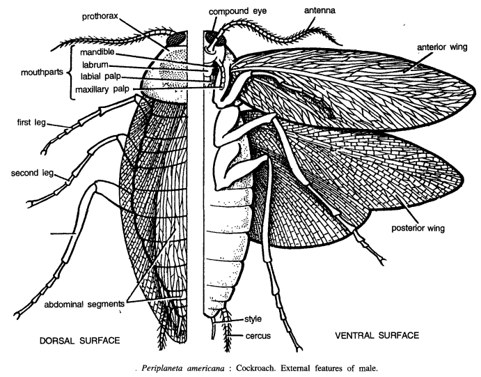 DISSECTION OF PERIPLANETA AMERICANA (COCKROACH)