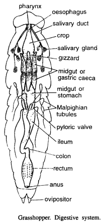 DISSECTION OF POECILOCERUS