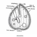 STUDY OF BALANTIDIUM