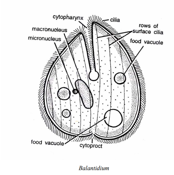 Read more about the article STUDY OF BALANTIDIUM