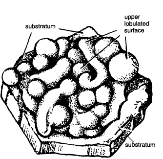 CLASSIFICATION OF OSCARELLA