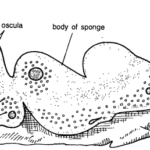 CLASSIFICATION OF CHONDRILLA