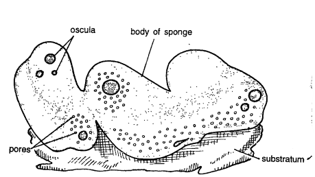 Read more about the article CLASSIFICATION OF CHONDRILLA