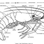 DISSECTION OF PALAEMON (PRAWN)