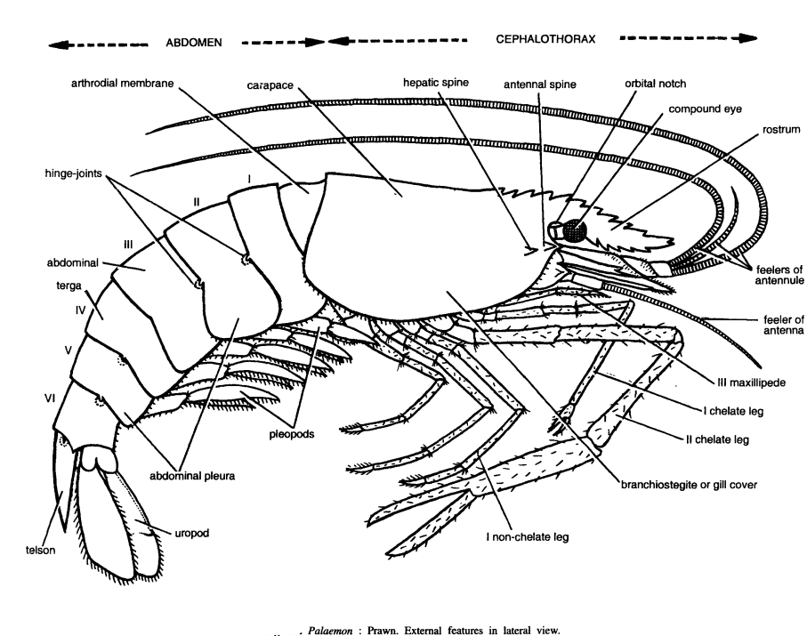 Read more about the article DISSECTION OF PALAEMON (PRAWN)