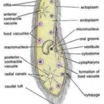 Slide Preparation Of Protozoa (Paramecium)