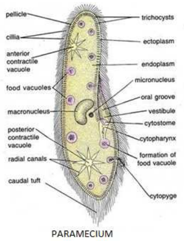 Slide Preparation Of Protozoa (Paramecium)