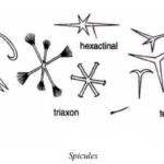 Slide Preparation of Porifera (Sponge and Gemmules)