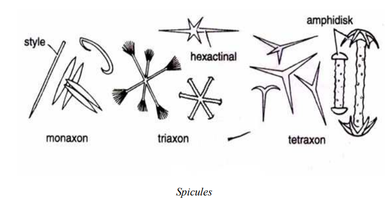 Slide Preparation of Porifera (Sponge and Gemmules)