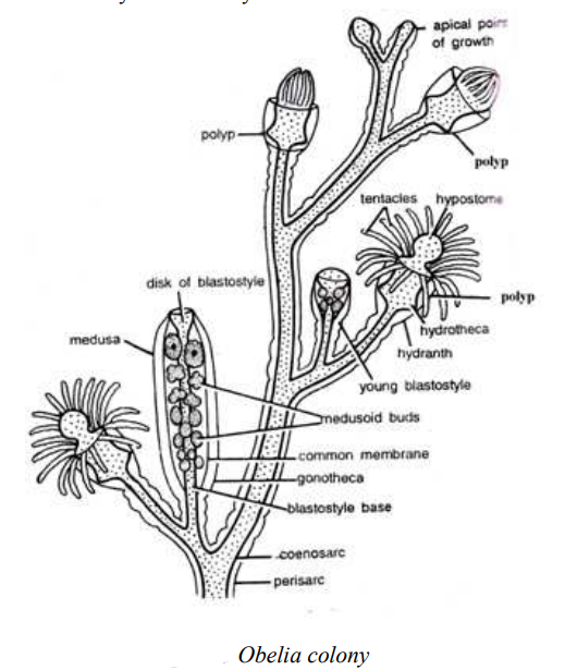 Read more about the article Slide Preparation Of Coelenterate (Obelia Colony & Obelia Medusa)