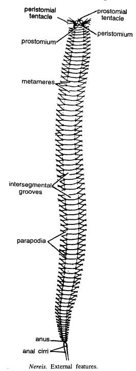 DISSECTION OF NEREIS (CLAM WORM) 