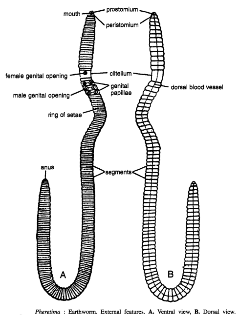 DISSECTION OF PHERETIMA POSTHUMA (EARTHWORM)