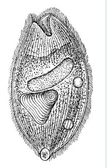 STUDY OF BALANTIDIUM