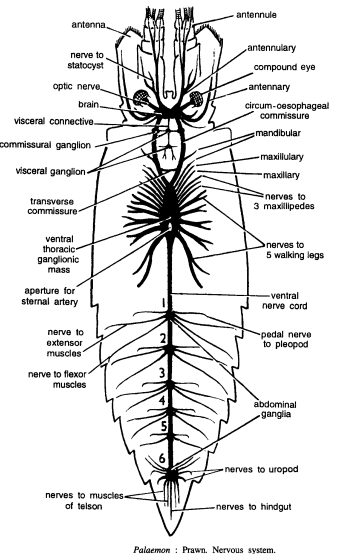 DISSECTION OF PALAEMON (PRAWN)