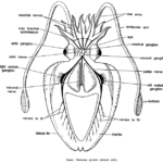 DISSECTION OF SEPIA (CUTTLE FISH)