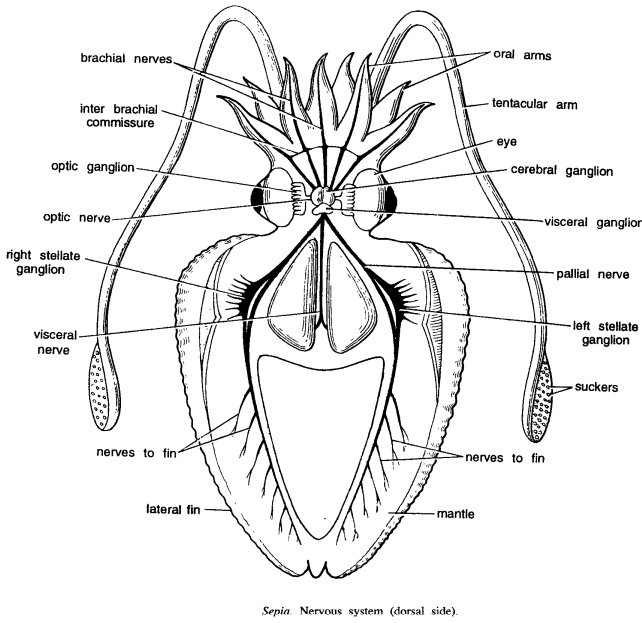 Read more about the article DISSECTION OF SEPIA (CUTTLE FISH)