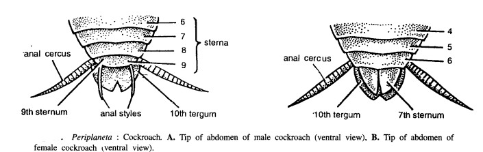 DISSECTION OF PERIPLANETA AMERICANA (COCKROACH)