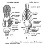 DISSECTION OF POECILOCERUS (GRASSHOPPER)