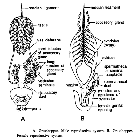 DISSECTION OF POECILOCERUS (GRASSHOPPER)