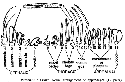 DISSECTION OF PALAEMON (PRAWN)