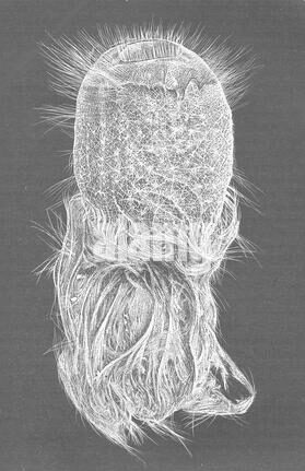 CLASSIFICATION OF PHERONEMA