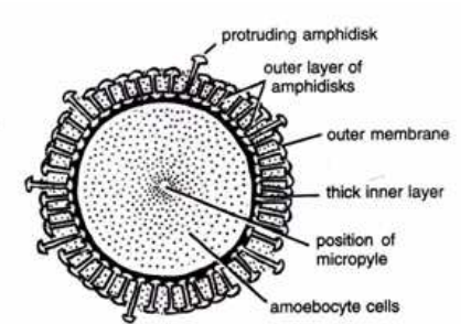 Slide Preparation of Porifera (Sponge and Gemmules)