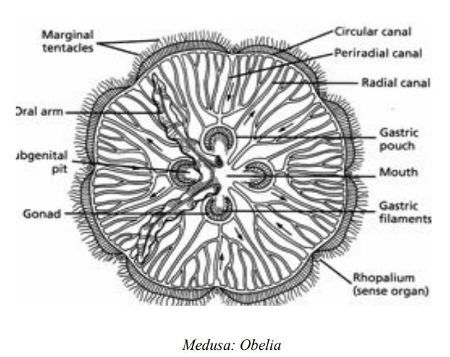 Slide Preparation Of Coelenterate (Obelia Colony & Obelia Medusa)