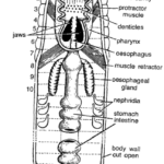 DISSECTION OF NEREIS (CLAM WORM)