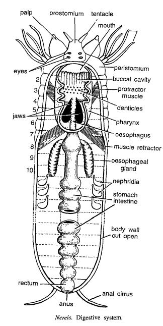 DISSECTION OF NEREIS (CLAM WORM)