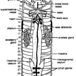 DISSECTION OF PHERETIMA POSTHUMA (EARTHWORM)