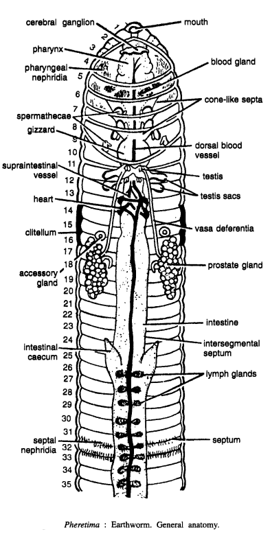 DISSECTION OF PHERETIMA POSTHUMA (EARTHWORM)