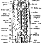 DISSECTION OF HIRUDINARIA GRANULOSA (LEECH)