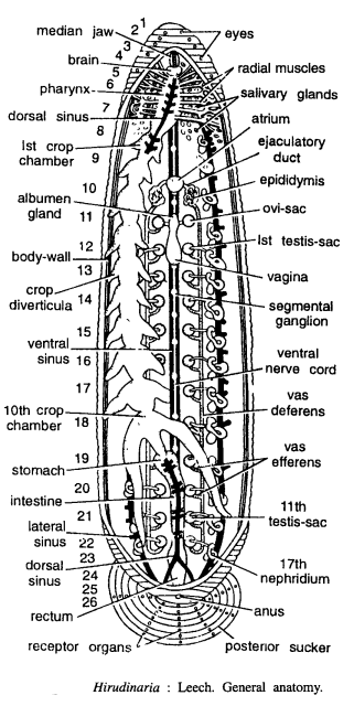 DISSECTION OF HIRUDINARIA GRANULOSA (LEECH)