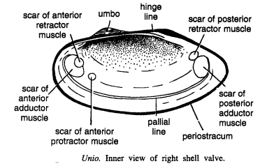 DISSECTION OF UNIO OR LAMELLIDENS