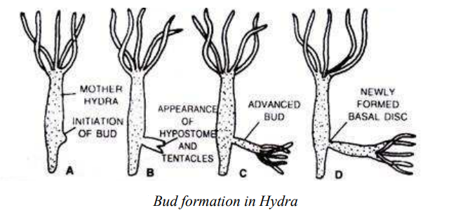 Study Of Hydra