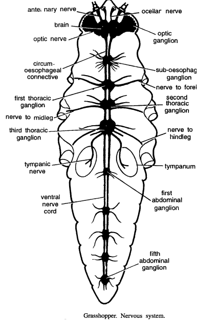 DISSECTION OF POECILOCERUS (GRASSHOPPER)