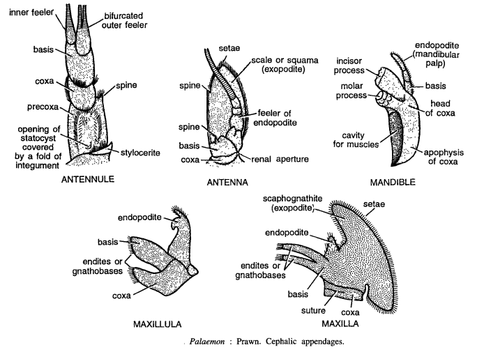 DISSECTION OF PALAEMON (PRAWN)