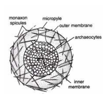 Slide Preparation of Porifera (Sponge and Gemmules)