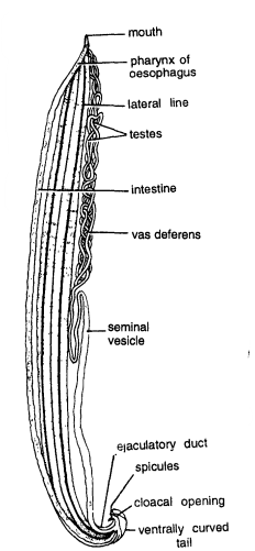 DISSECTION OF ASCARIS (ROUND WORM)