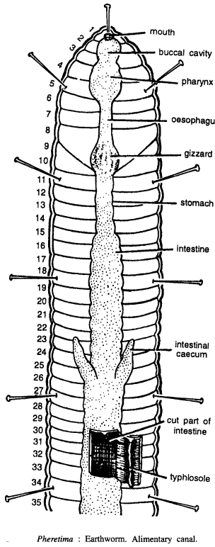 DISSECTION OF PHERETIMA POSTHUMA (EARTHWORM)