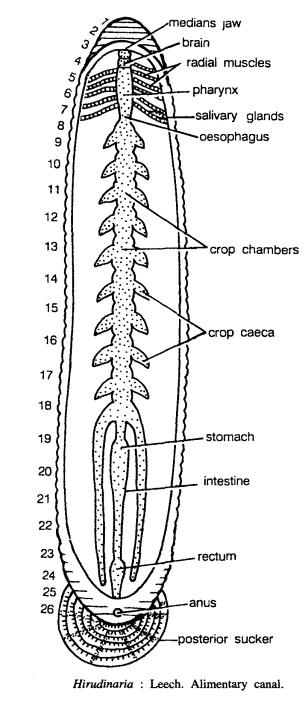 DISSECTION OF HIRUDINARIA GRANULOSA (LEECH)