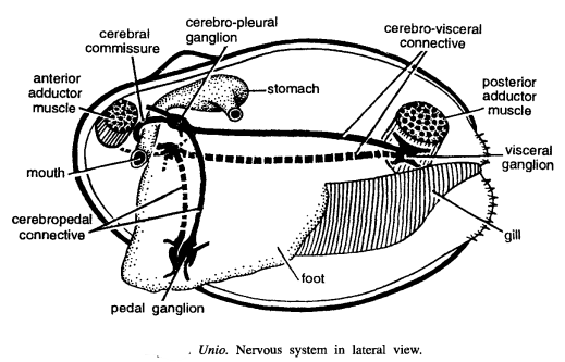 DISSECTION OF UNIO OR LAMELLIDENS