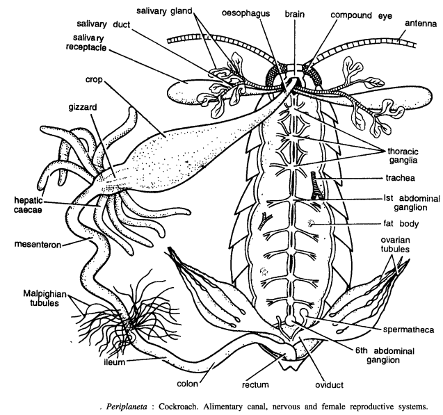 DISSECTION OF PERIPLANETA AMERICANA (COCKROACH)