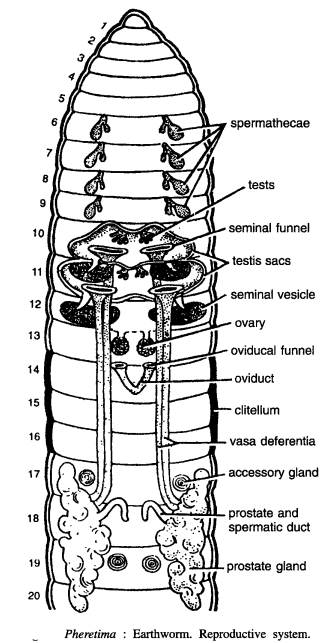 DISSECTION OF PHERETIMA POSTHUMA (EARTHWORM)